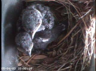 nest0604d