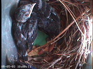 nest0605g