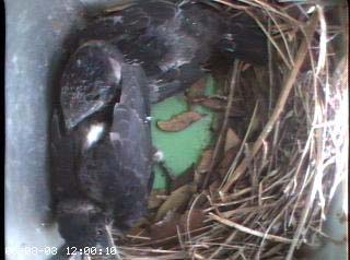 nest0608a