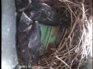 nest0608b