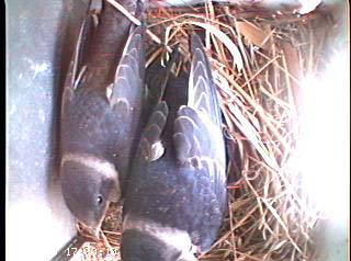 nest0612g