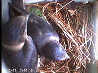 nest0612h