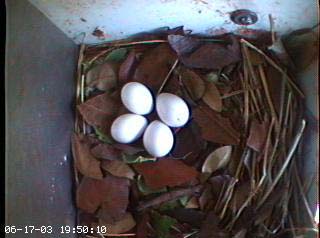 nest2_0617g