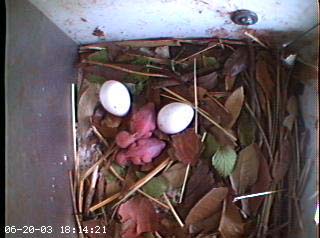 nest2_0620a