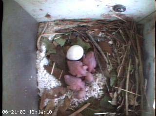 nest2_0621a