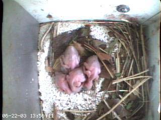 nest2_0622a
