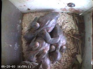 nest2_0628a
