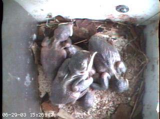 nest2_0629a