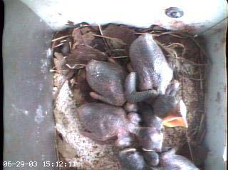 nest2_0629b