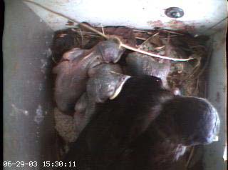 nest2_0629c