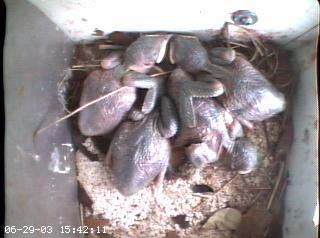 nest2_0629d