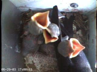 nest2_0629e