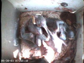 nest2_0630a