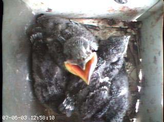 nest2_0706a