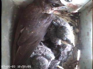 nest2_0706b