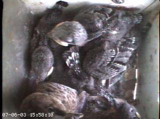 nest2_0706c