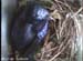 nest0517