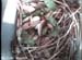 nest0517a