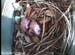nest0523f