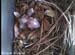 nest0524a