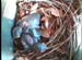 nest0527g