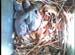 nest0528g