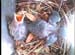 nest0529g