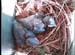 nest0529h