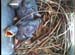 nest0530h