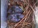 nest0531a