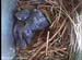 nest0531b