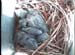 nest0531c