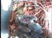 nest0602a