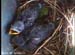 nest0602b