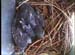 nest0602c