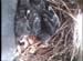 nest0604a