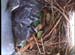 nest0604b