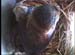 nest0604c
