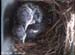 nest0604d