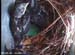 nest0605g
