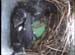 nest0608a