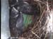 nest0608b