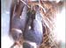 nest0612g