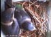 nest0612h