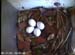nest2_0617g