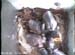 nest2_0629b