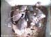 nest2_0629d