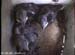nest2_0705a